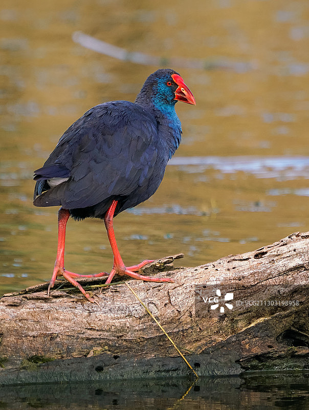 栖息在木头上的鸟类特写图片素材