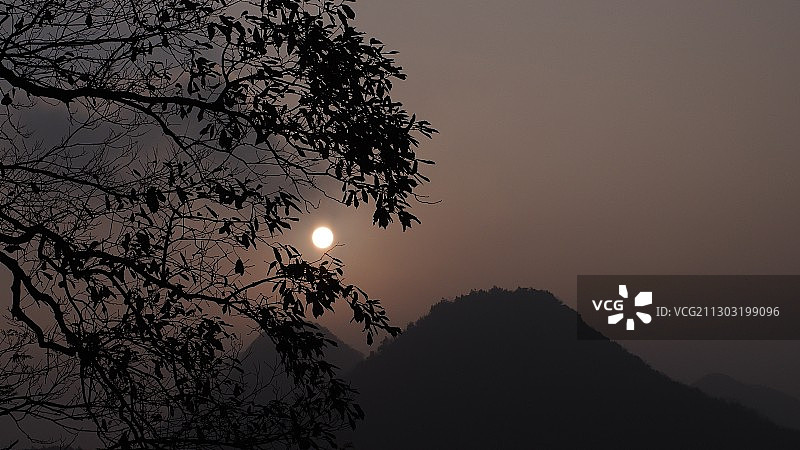 中国清远夜空下树木剪影仰视图片素材