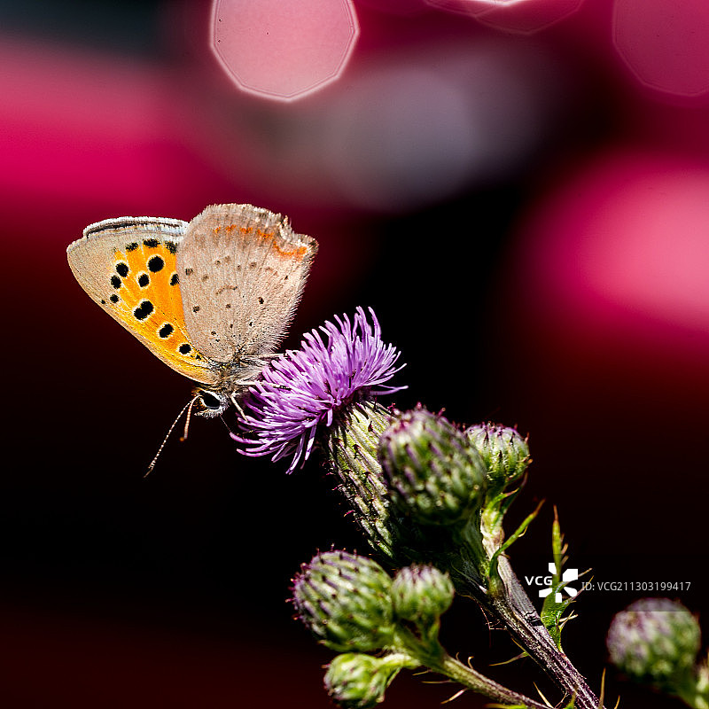 蝴蝶在紫色花朵上传粉的特写图片素材