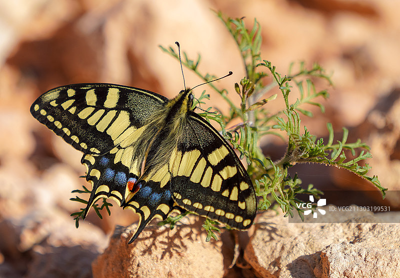 植物上蝴蝶的特写，西班牙阿利坎特奥里韦拉图片素材