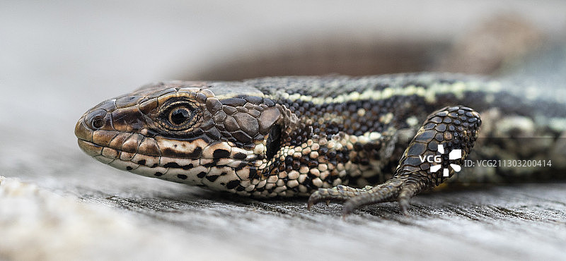 荷兰海德兰，岩石上的蜥蜴特写图片素材