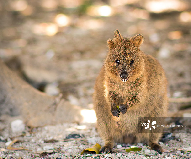 澳大利亚西澳大利亚州罗特尼斯岛上岩石上的松鼠的特写肖像图片素材