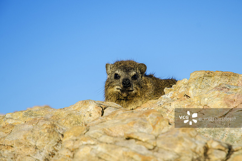 岩石上猫鼬的仰视视角图片素材