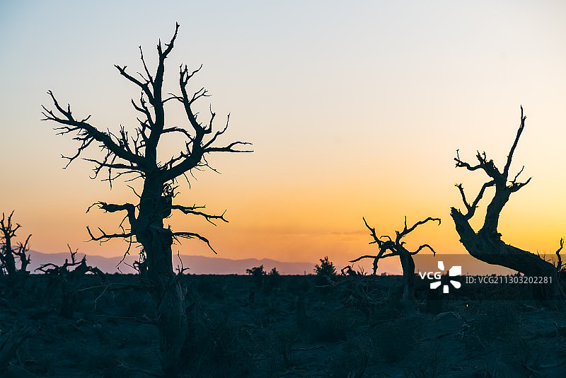 日落时分的胡杨林风光图片素材