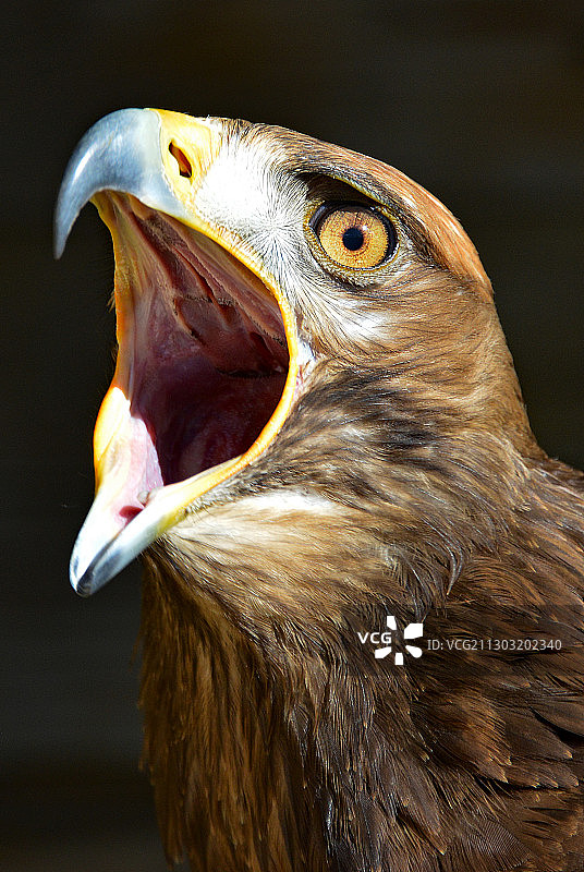 秃鹰特写，英国贝德福德图片素材