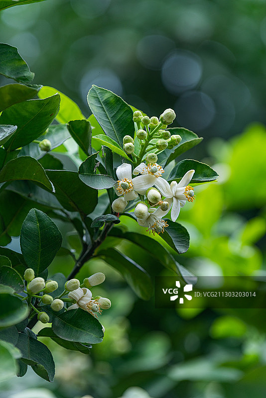 特写的白色开花植物图片素材