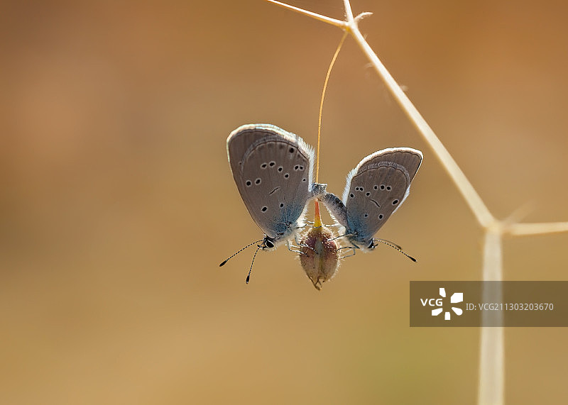 植物上的昆虫特写，土耳其马拉蒂亚图片素材