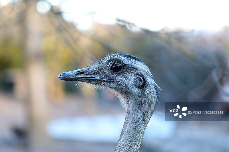 鸵鸟特写，奥地利图片素材