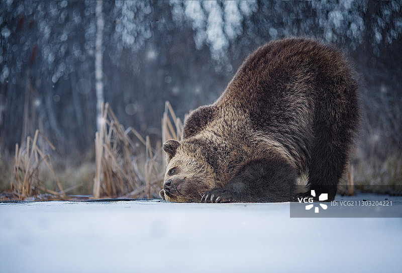 哺乳动物坐在雪地上的侧视图图片素材
