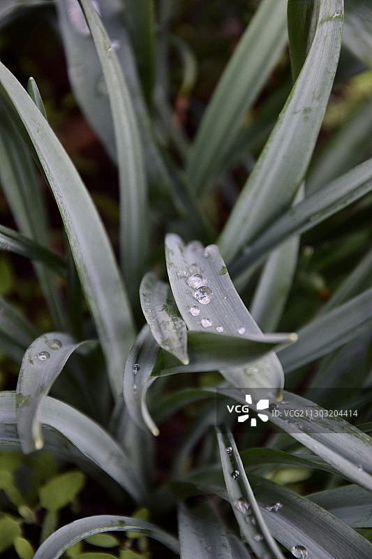 湿植物的特写图片素材