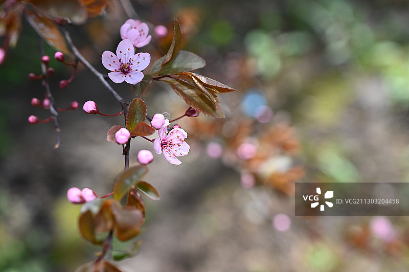 特写的粉红色樱花在春天图片素材