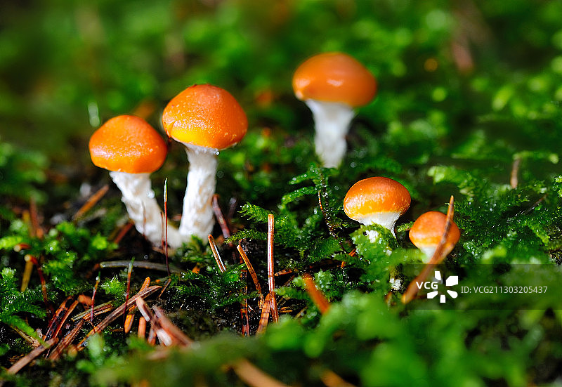 田野上的苍蝇木耳蘑菇特写图片素材