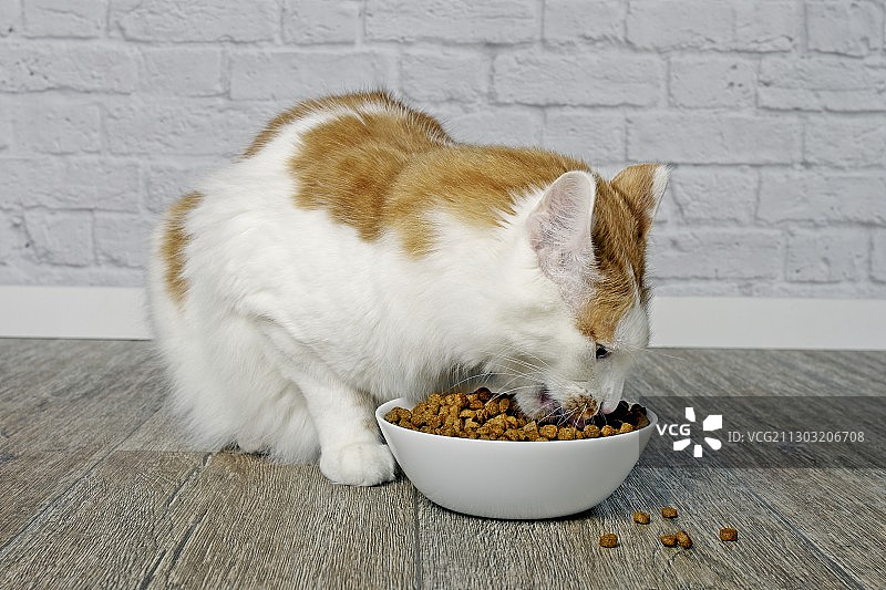 德国，猫在桌子上吃食物的特写图片素材