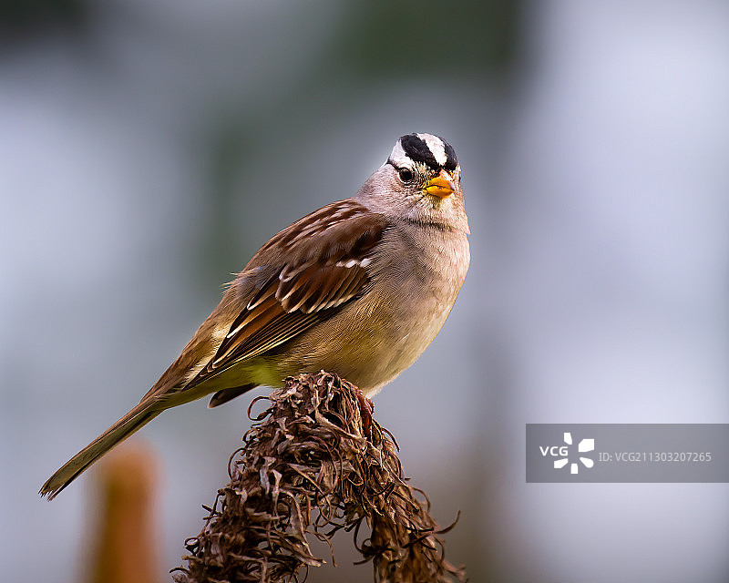 栖息在树枝上的鸟类特写，美国加利福尼亚州北塔斯廷图片素材