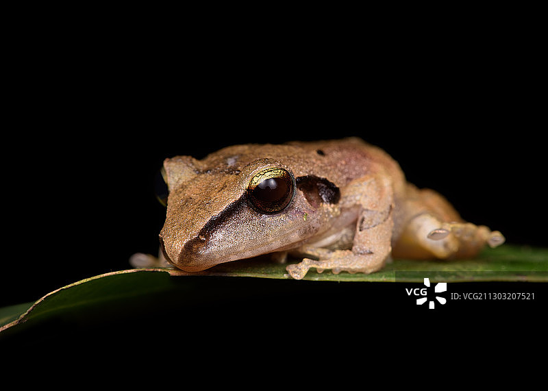 马努国家公园树叶上的青蛙特写，秘鲁马德雷德迪奥斯图片素材