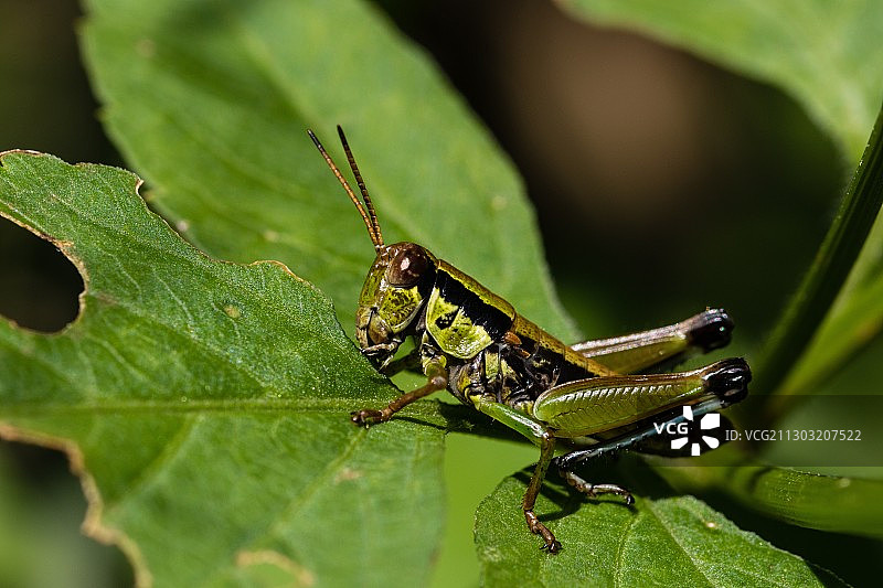 中国台湾台北市北投区树叶上的昆虫特写图片素材