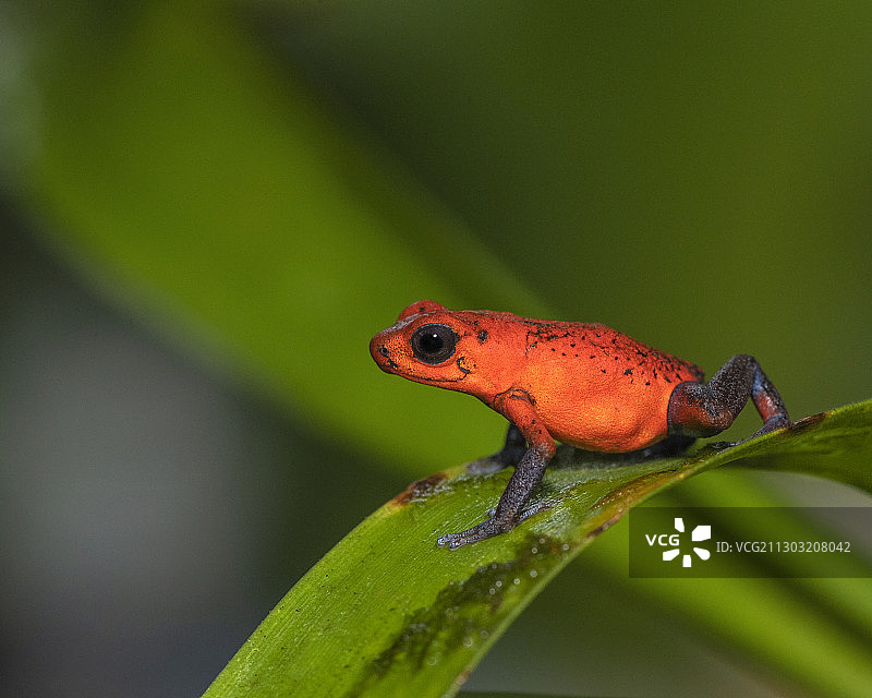 哥斯达黎加卡塔戈省树叶上的青蛙特写图片素材