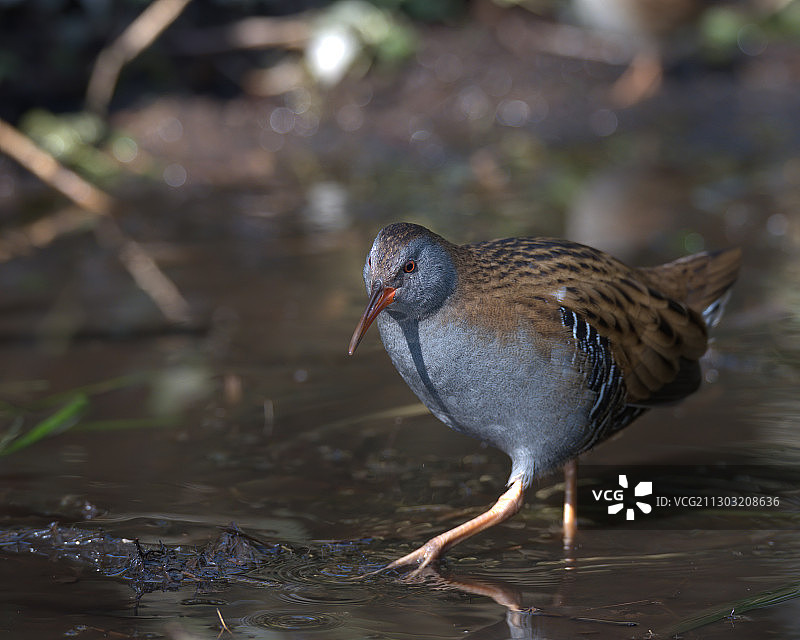 栖息在水上的鸟类特写图片素材