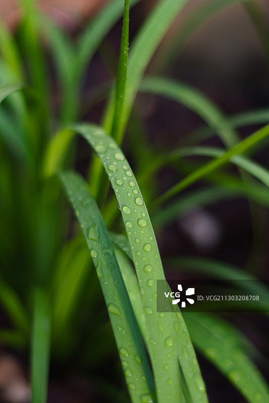 澳大利亚昆士兰州布里斯班市的湿植物特写图片素材