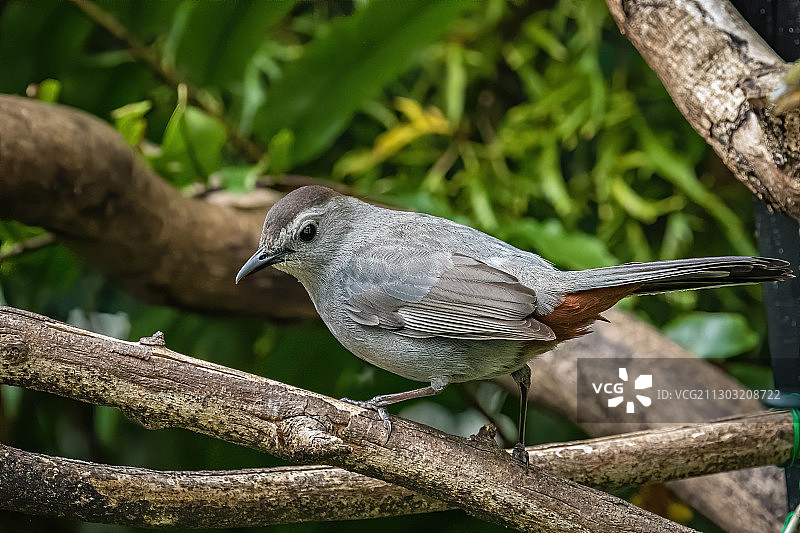 佛罗里达州灯塔角栖息在树枝上的鸟类特写图片素材