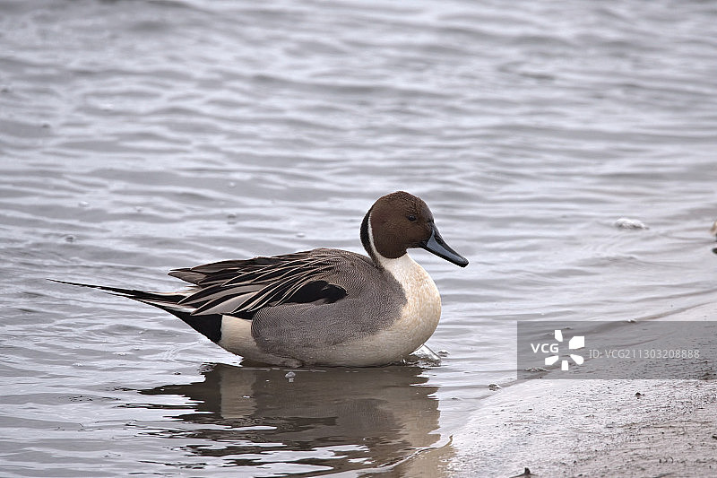 鸭子在湖里游泳的特写图片素材