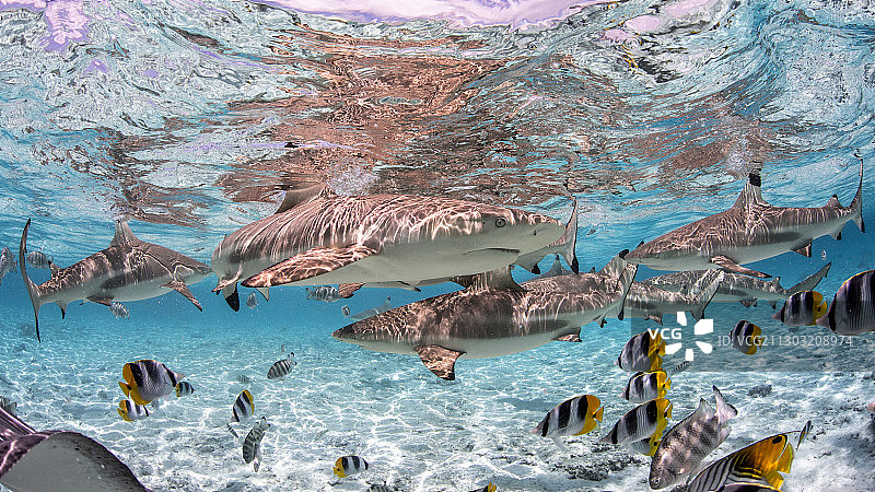 人们在法属波利尼西亚波拉波拉岛的海中游泳图片素材