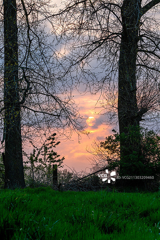 比利时阿海姆，日落时分田野上的树木图片素材