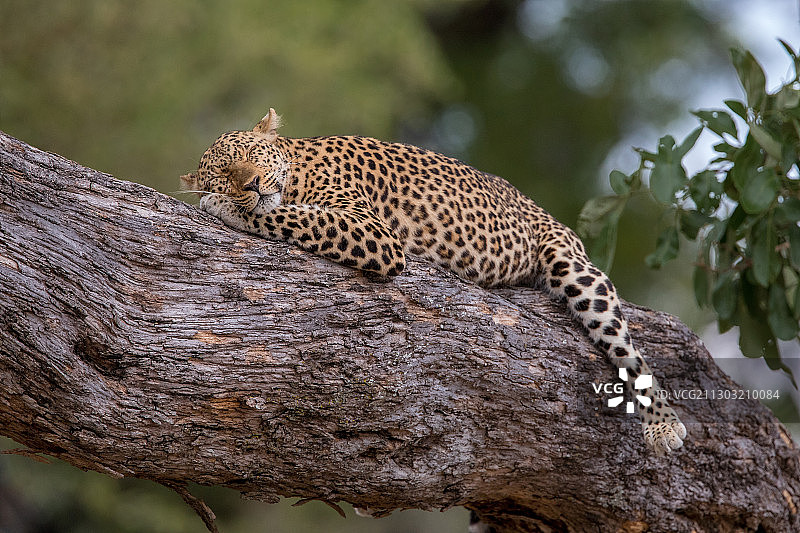一只豹在树上休息，赞比亚北部省曼布韦图片素材