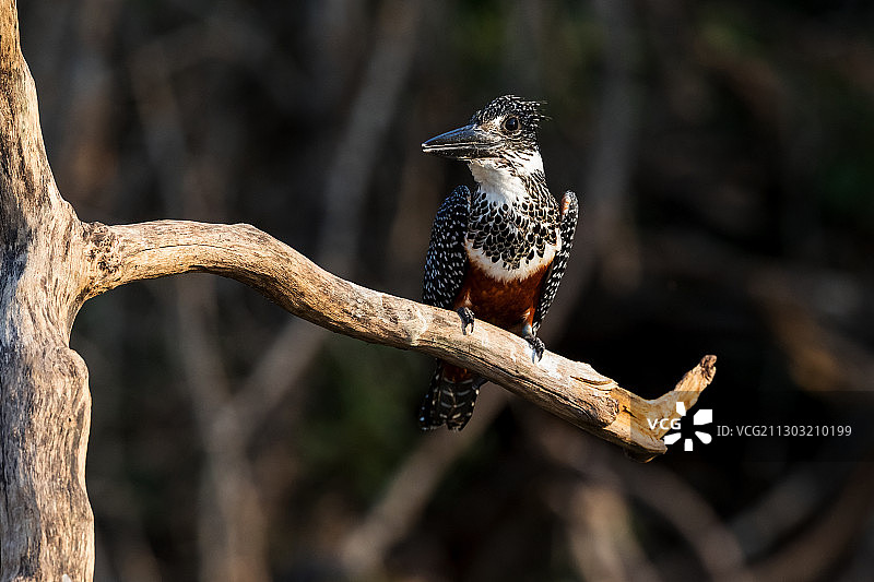 栖息在树枝上的鸟的特写，博茨瓦纳卡萨内图片素材