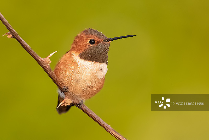 美国加利福尼亚州圣贝纳迪诺：栖息在树枝上的鸟儿特写图片素材