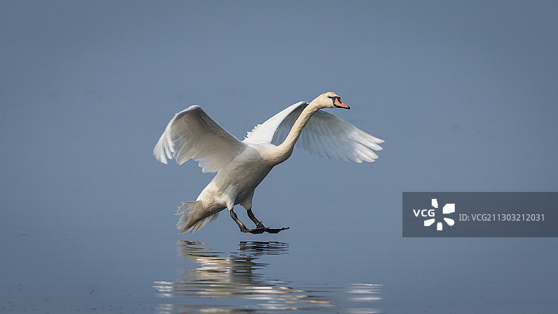 鸟在英国阿德罗桑湖上飞翔侧面图片素材