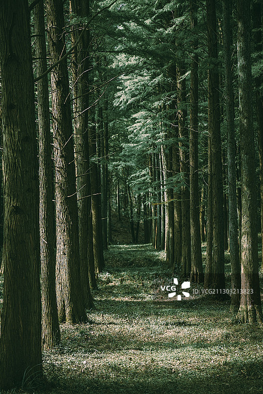 初秋的杉木林图片素材