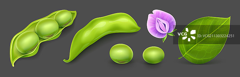 绿色大豆植物豆荚图片素材