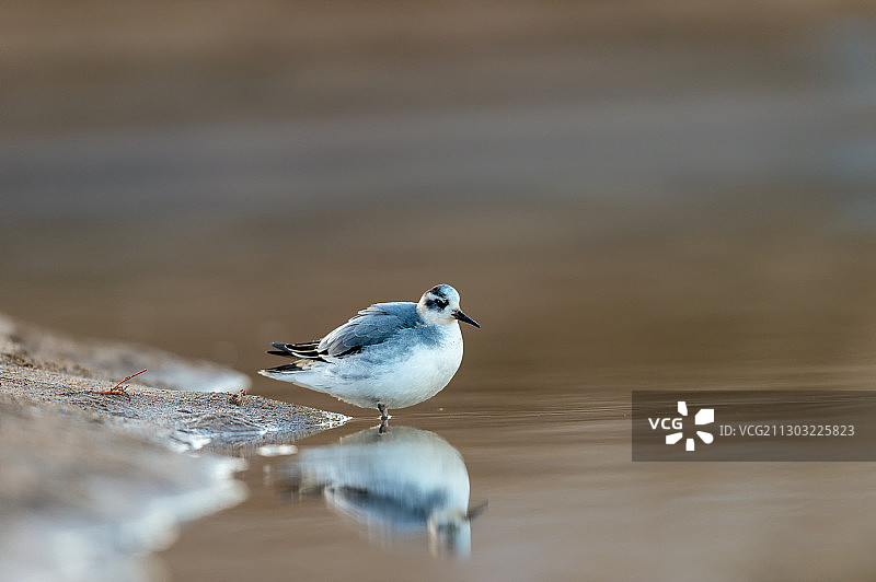一只水鸟独自栖息在水中图片素材