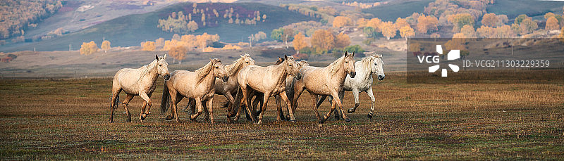 蒙古高原蒙古马，悠悠然自在！图片素材