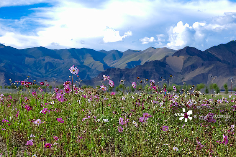 格桑花 波斯菊图片素材
