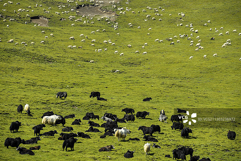 甘南日月山牧场图片素材