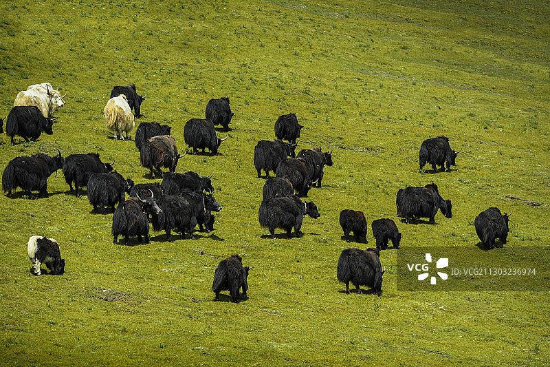 甘南日月山牧场图片素材
