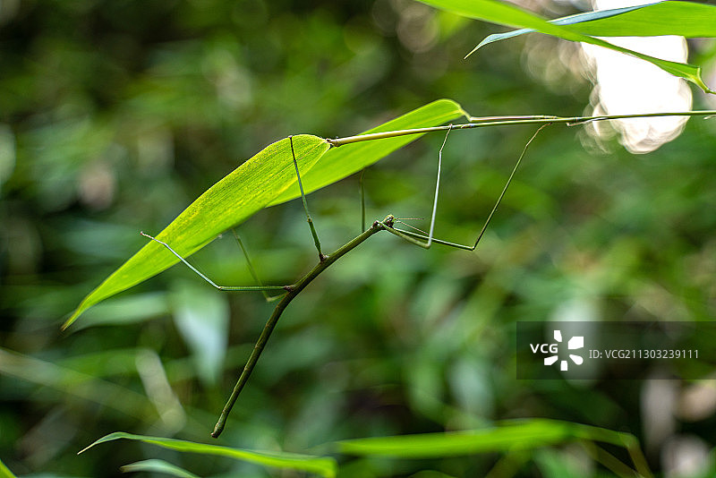 悬吊在竹叶上的竹节虫图片素材
