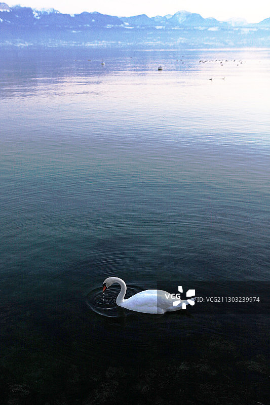 天鹅湖图片素材