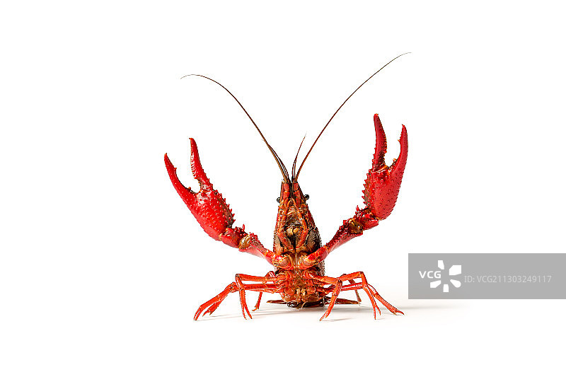 小龙虾图片素材