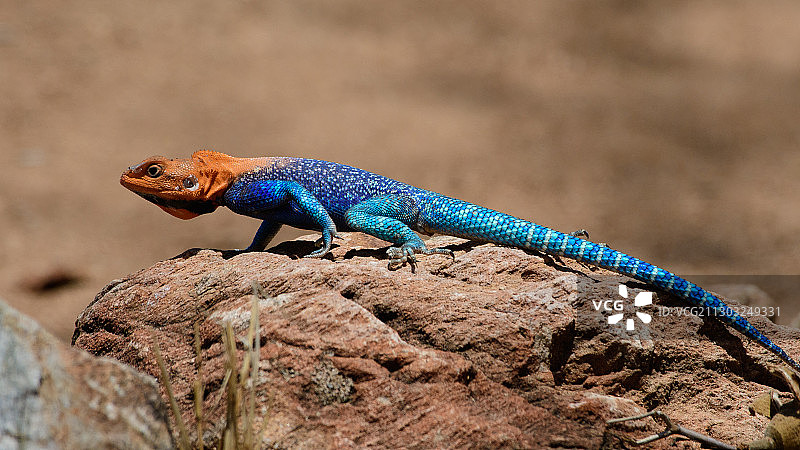 岩石上蜥蜴的特写，坦桑尼亚伊林加地区伊林加图片素材