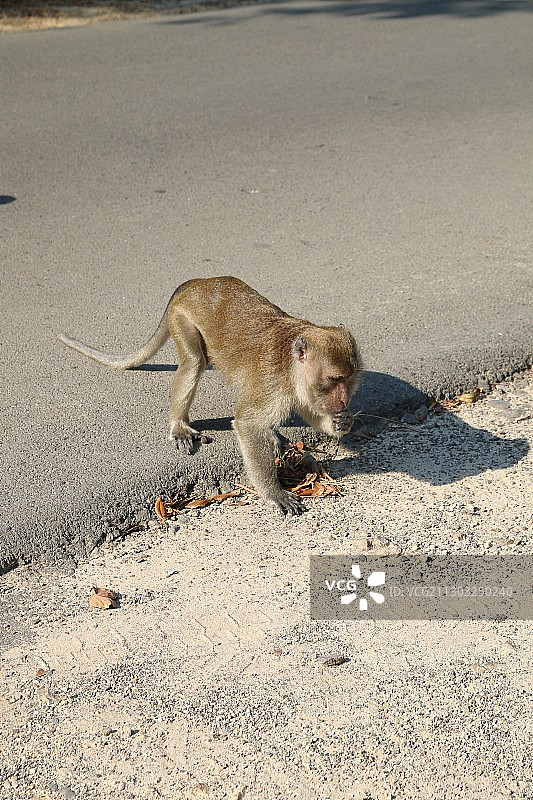 印尼 Way Kambas 国家公园道路上的松鼠（高角度拍摄）图片素材