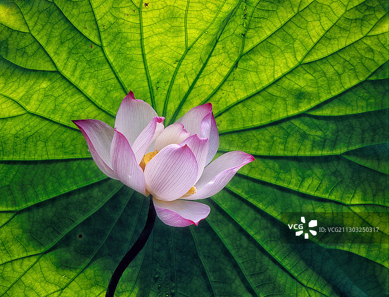 粉色睡莲特写，中国台湾台北市中正区图片素材