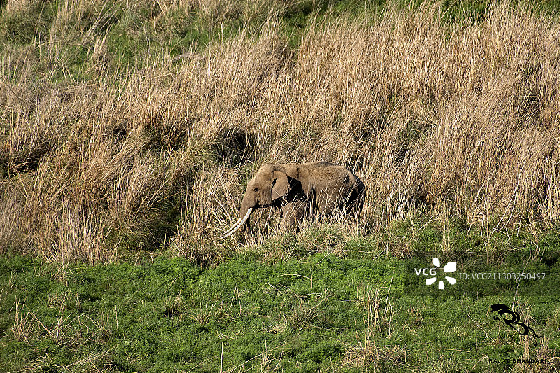 印度吉姆·科比特国家公园草地上行走的狮子图片素材
