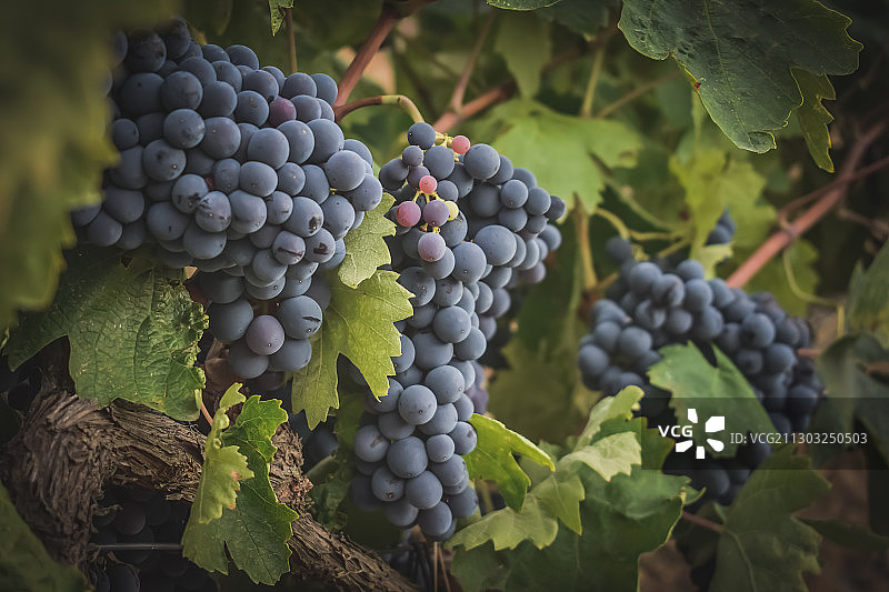 西班牙塔拉戈纳葡萄园中生长的葡萄特写图片素材