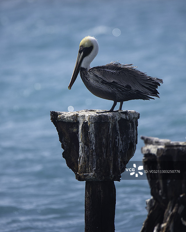 近摄：鸟儿栖息于美国佛罗里达州门罗县木桩上图片素材