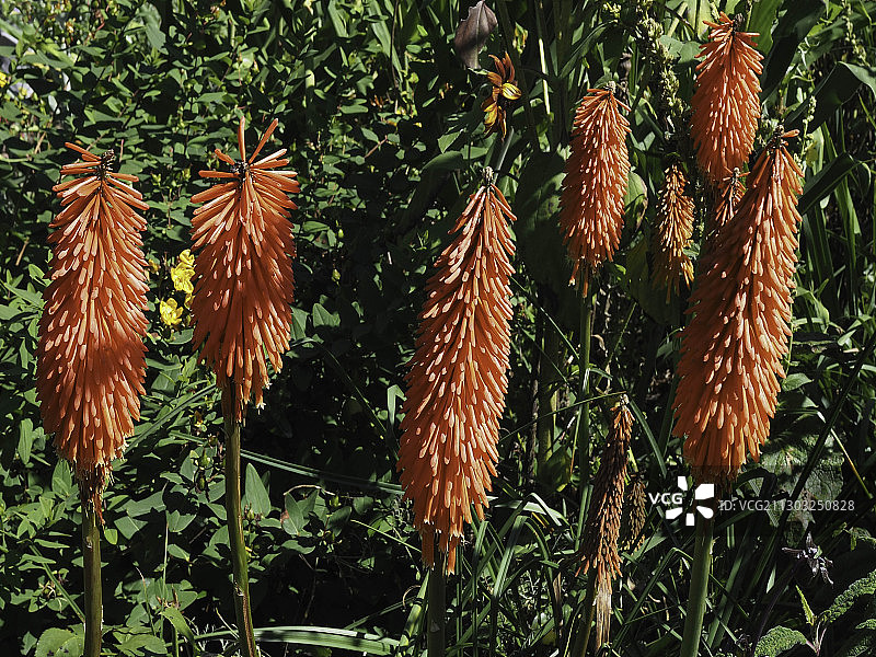 英国肯特郡田野植物特写图片素材