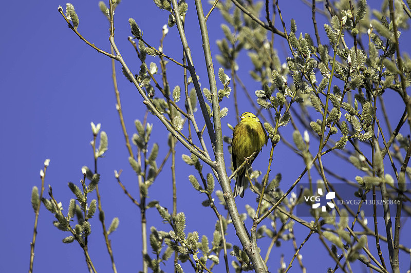 仰视角度拍摄的栖息在树上的鸟，英国东格林斯特德图片素材