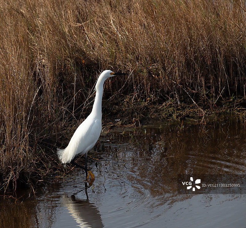 鸟类栖息在佛罗里达州梅里特岛湖面的侧面图，美国图片素材